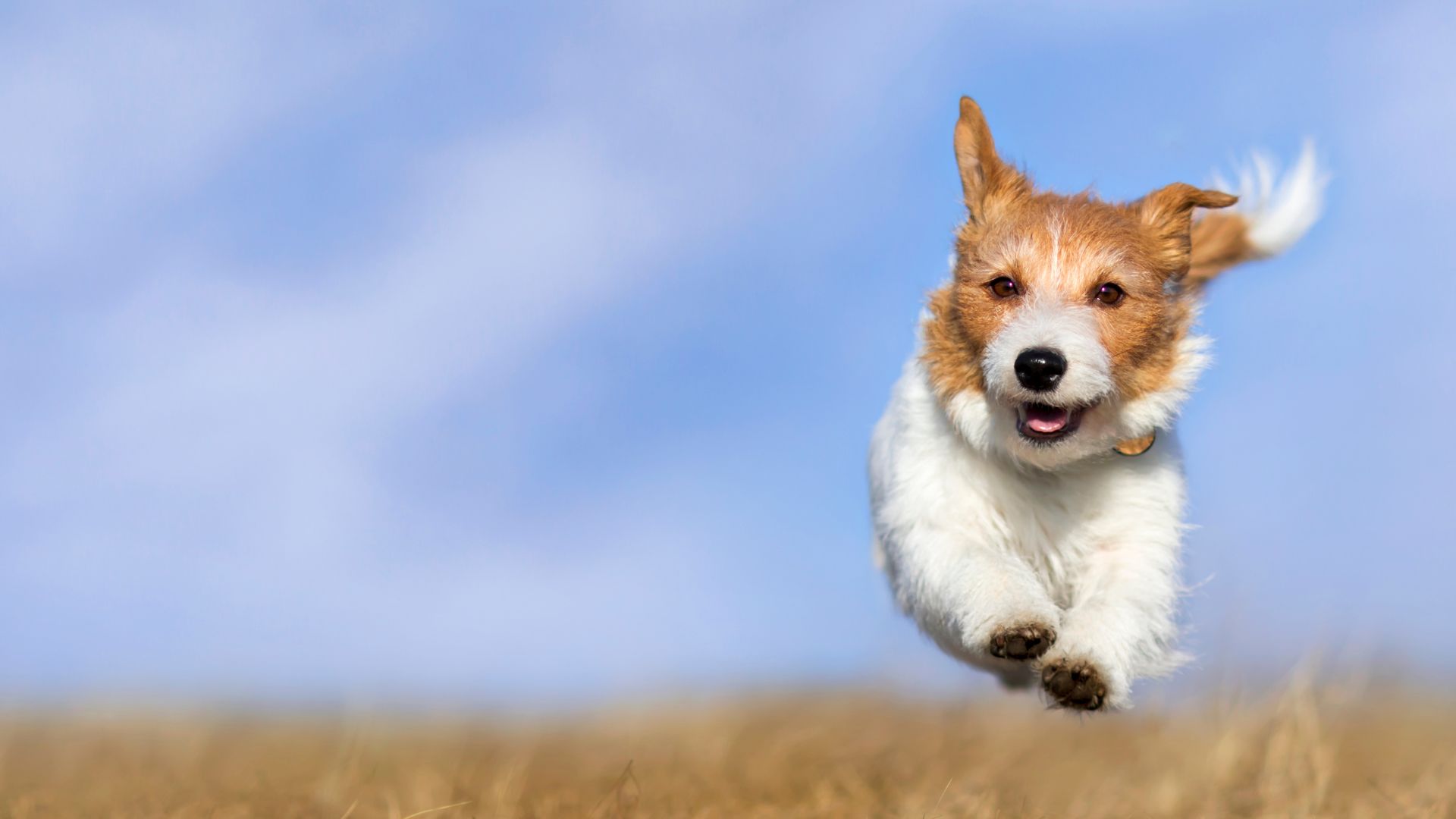 Veterinary Appointment In Framingham MA | Slade Vet Hospital