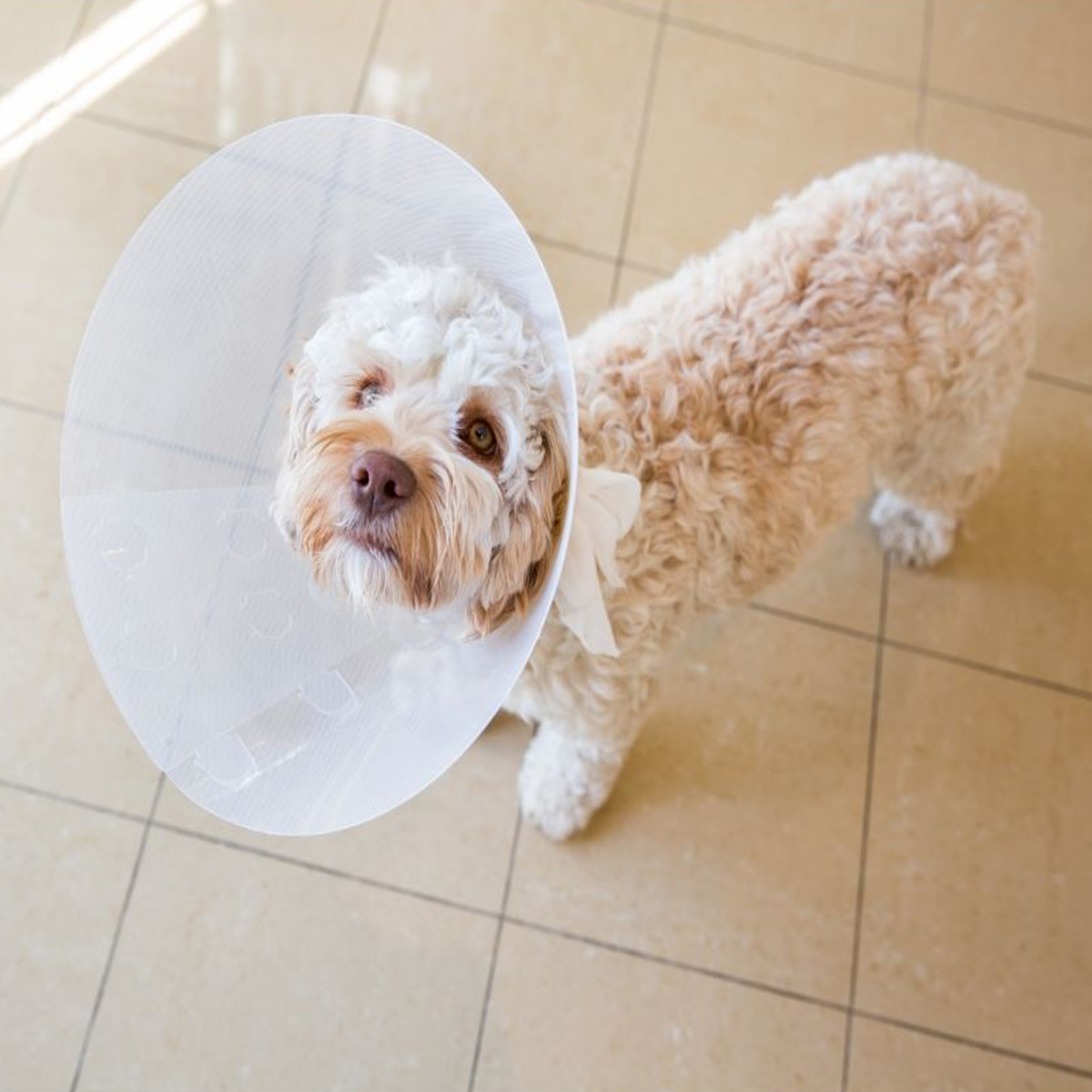 A dog with a cone around its head