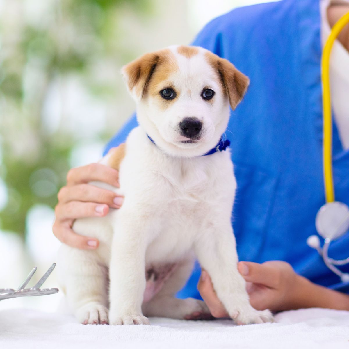 A vet holding a small dog