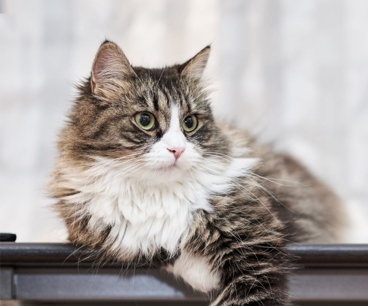 A long-haired cat sitting on a table