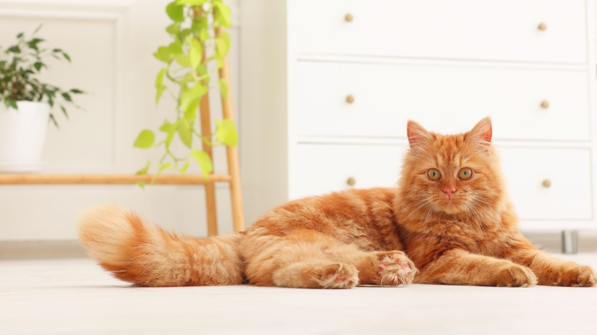 Pet Complementary Medicine In Framingham, MA | Slade Vet