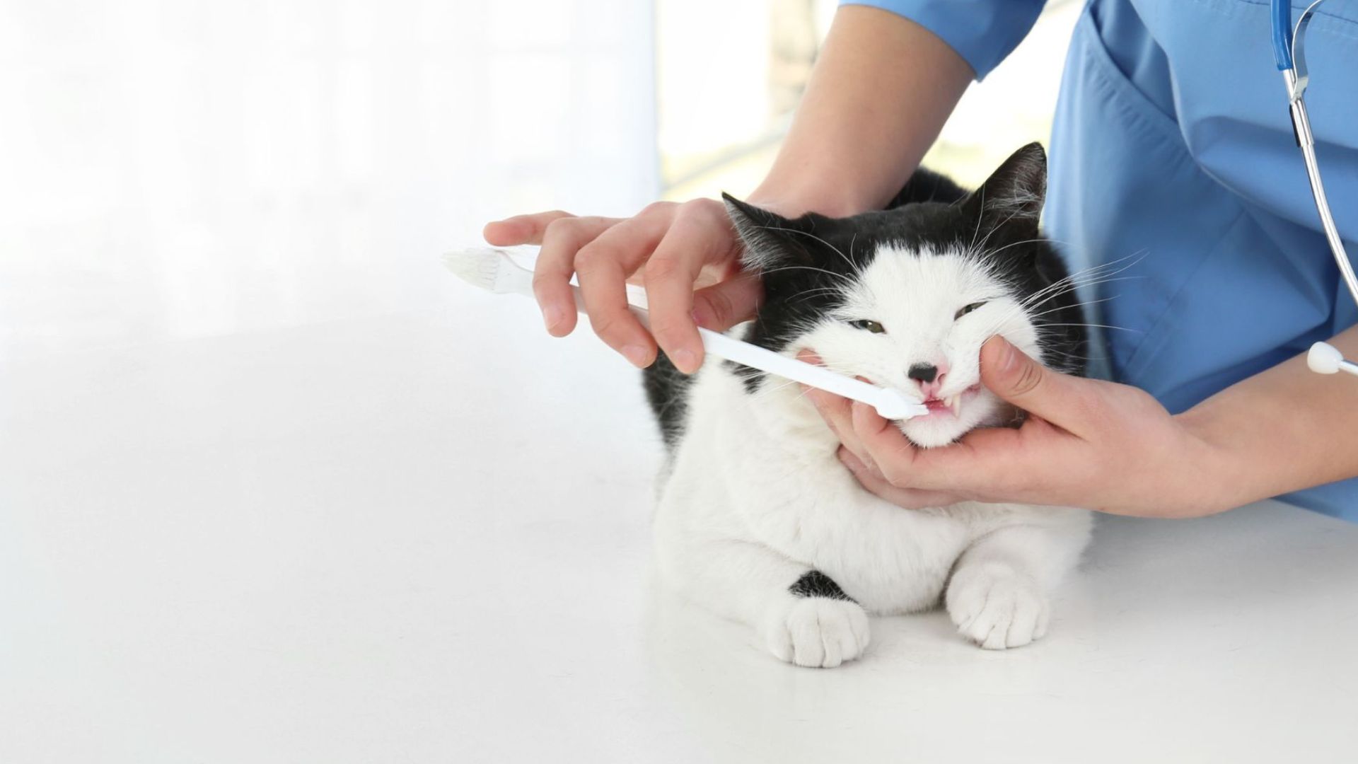 Pet Dentistry In Framingham, MA | Slade Veterinary Hospital