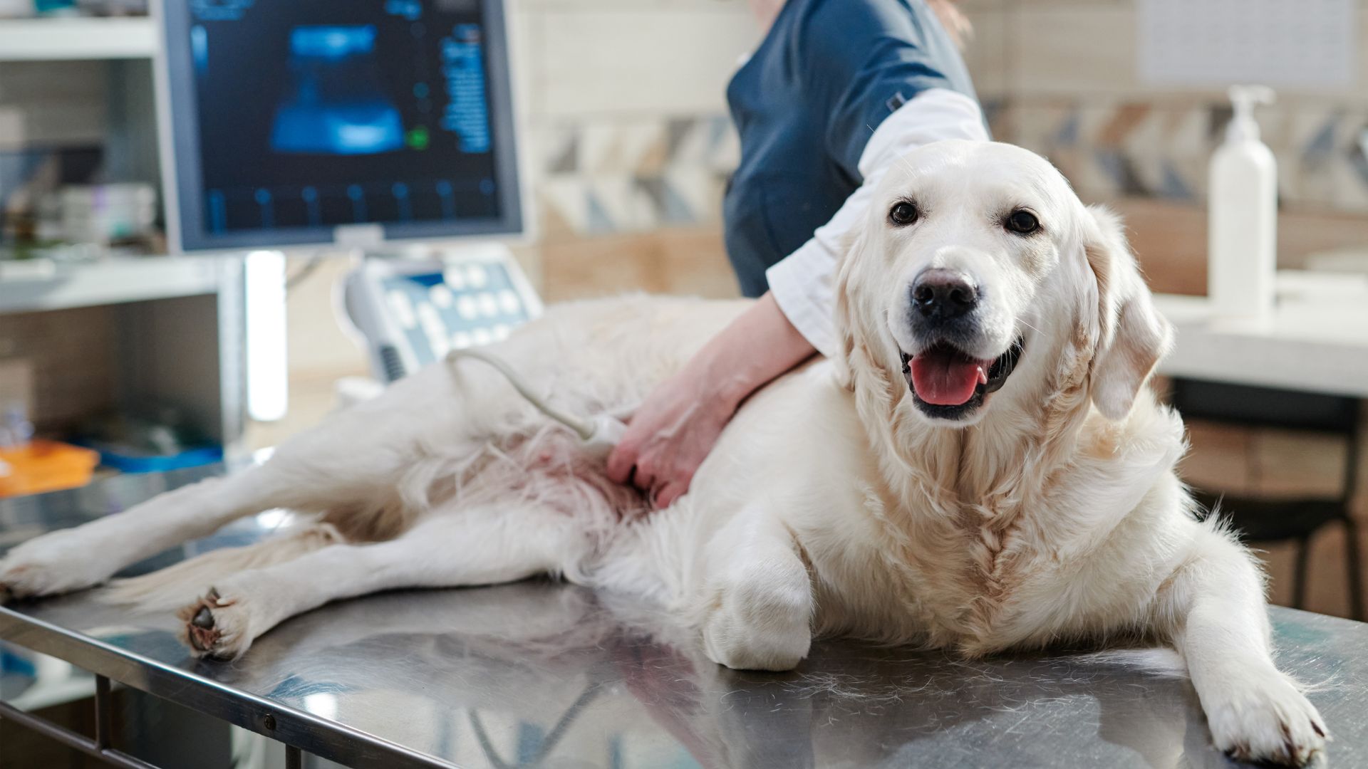 Pet Diagnostic Imaging In Framingham MA | Slade Vet Hospital