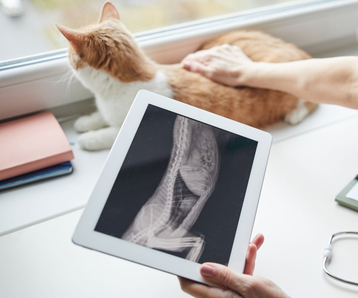 a vet examining the X-ray of a pet