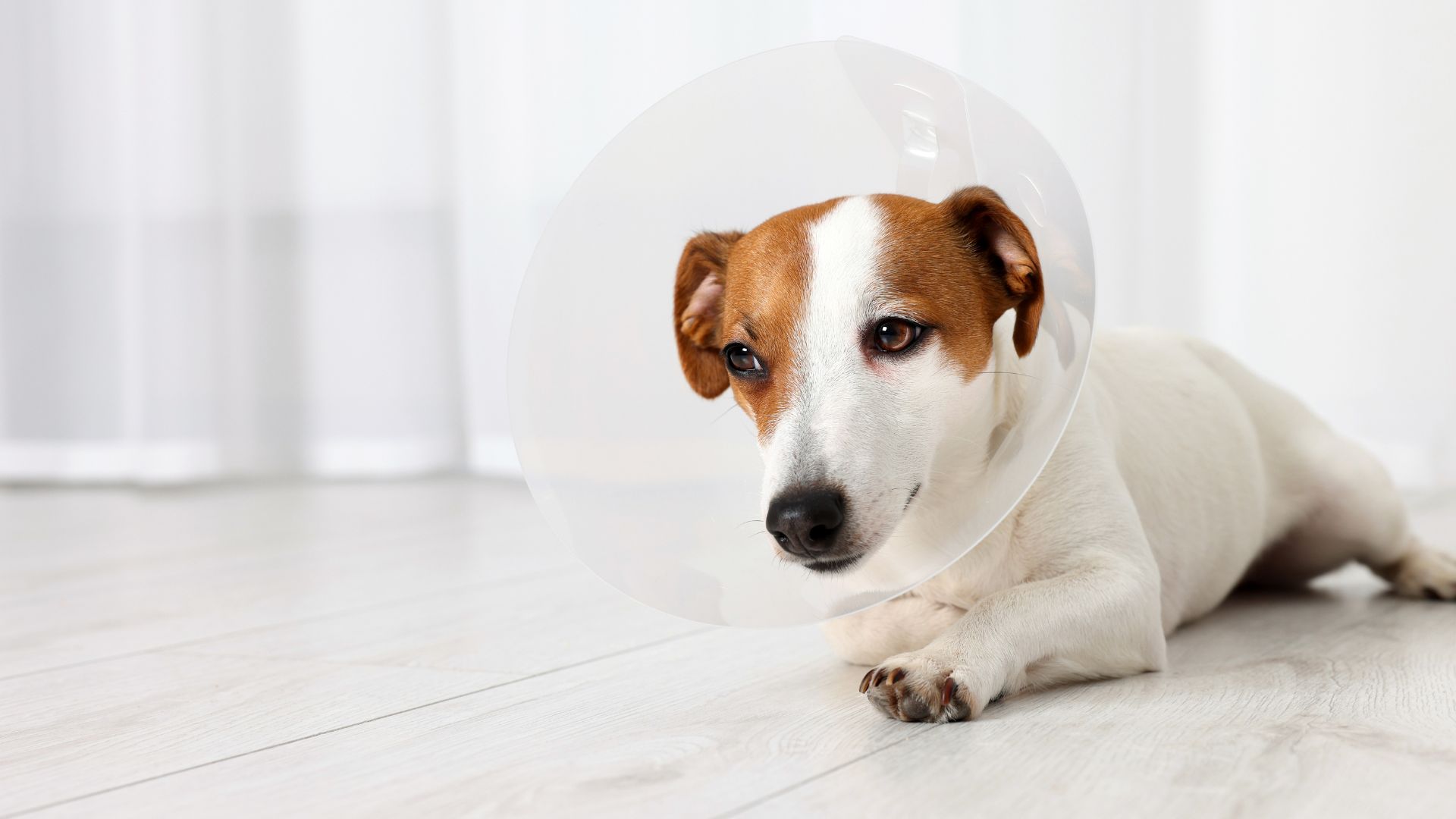 Pet Surgery In Framingham, MA | Slade Veterinary Hospital