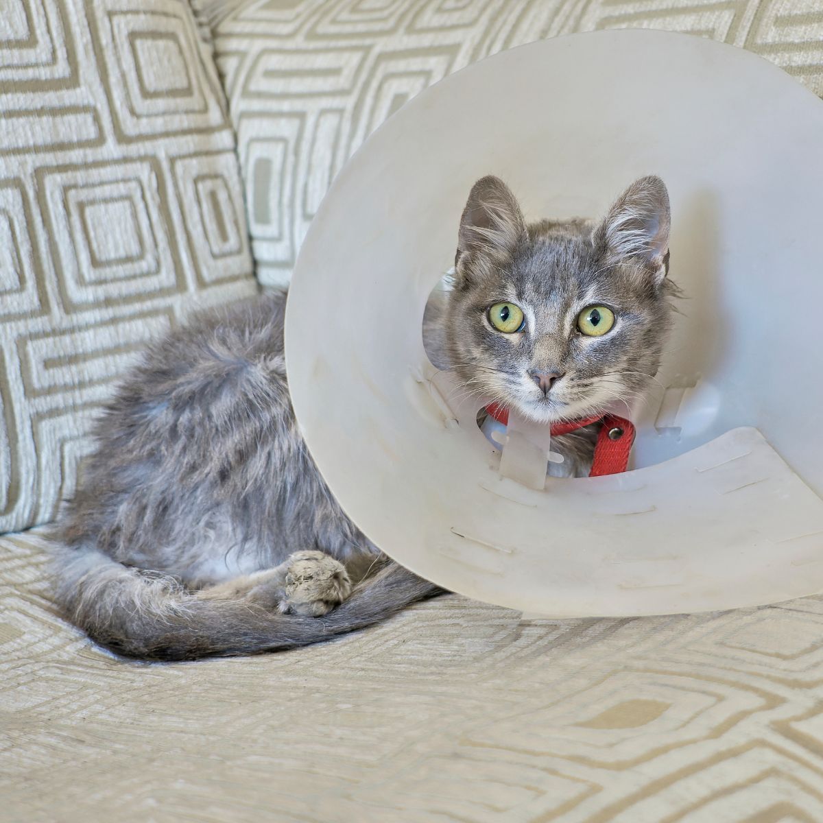 A cat with a cone sitting on a couch