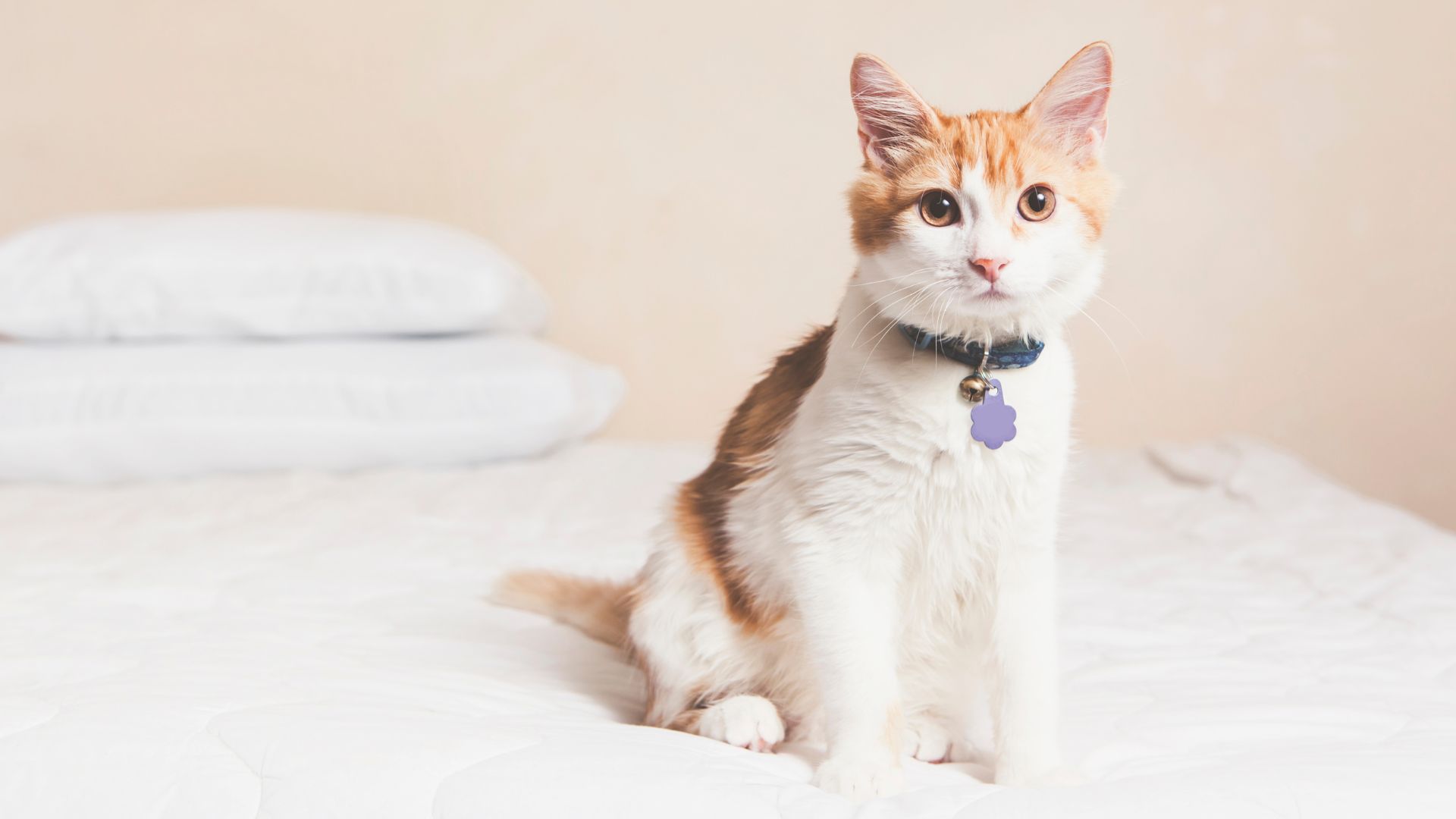 Slade Veterinary Hospital Gallery | Vet In Framingham, MA