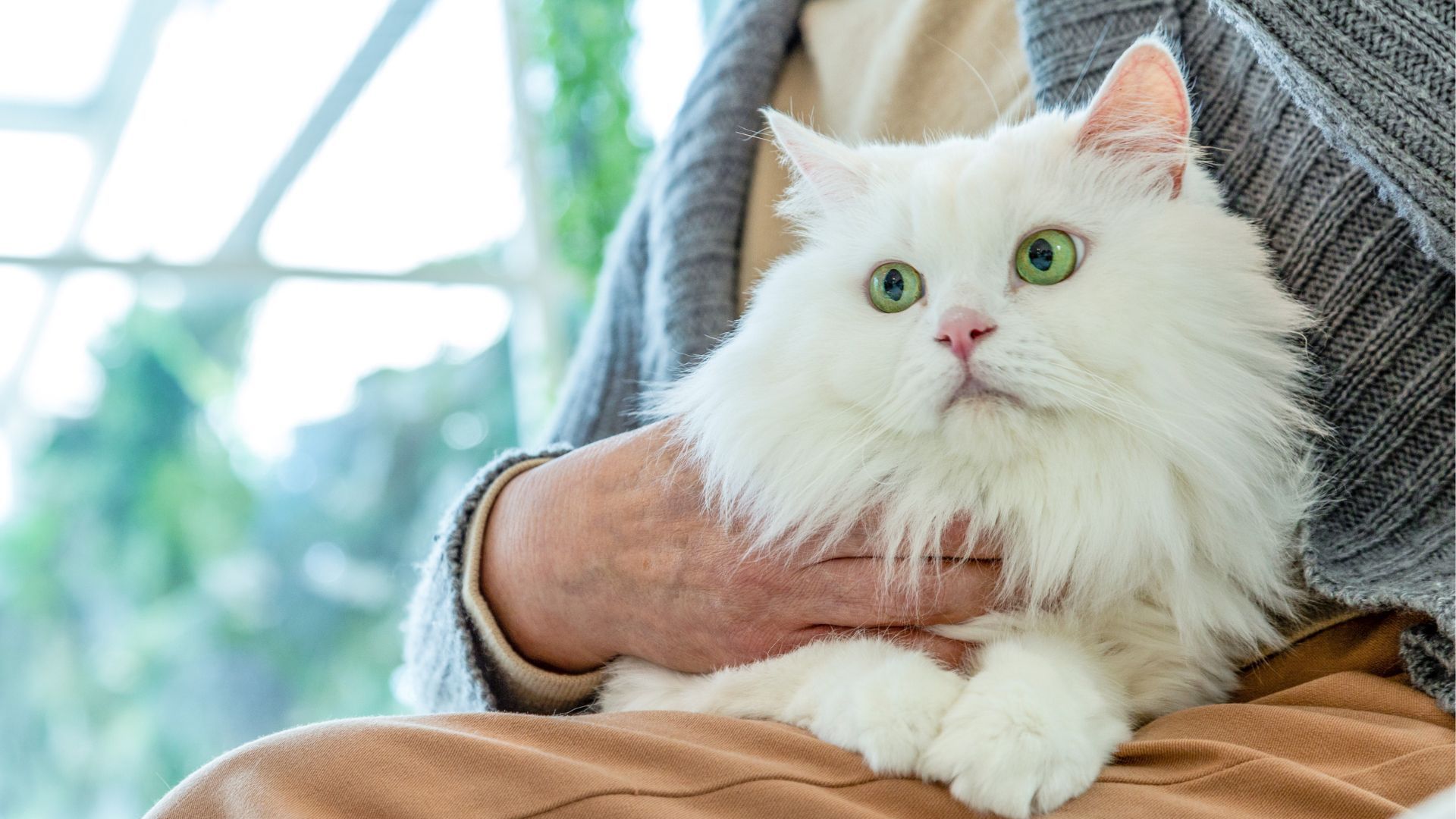 Senior Pet Care In Framingham MA | Slade Veterinary Hospital