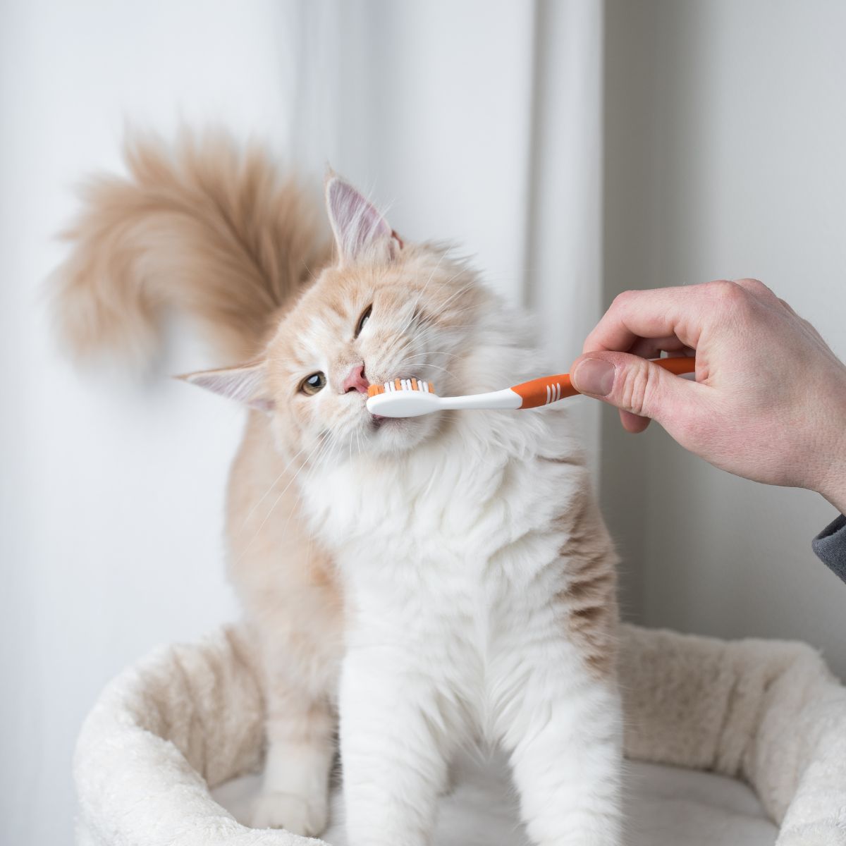 veterinarian brushing cat's teeth