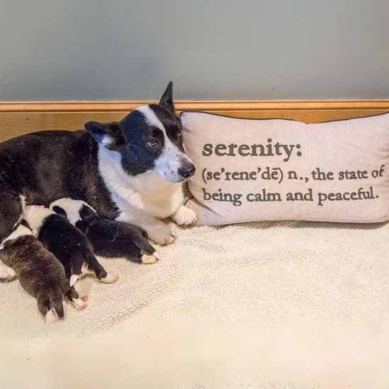 Dog laying next to pillow with three puppies