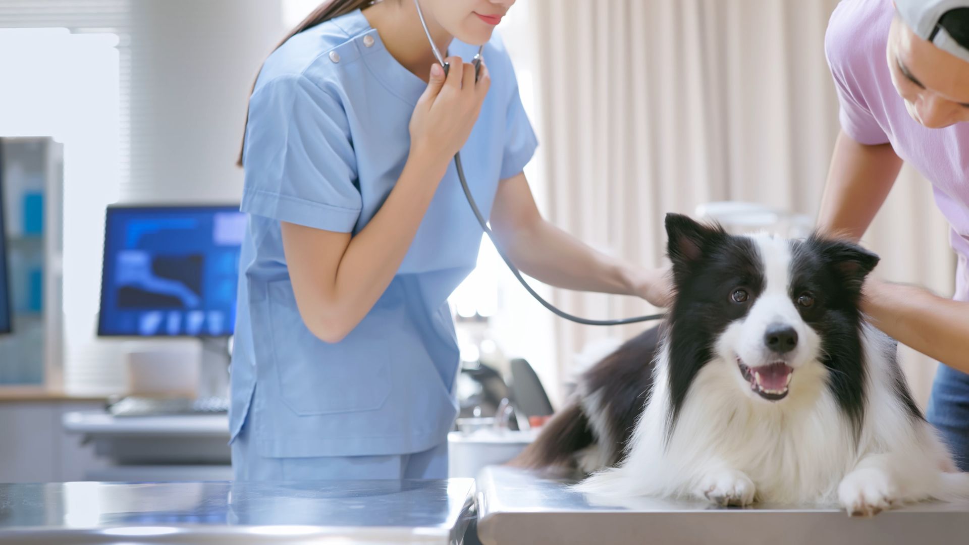 Pet Preventative Care In Framingham, MA | Slade Vet Hospital