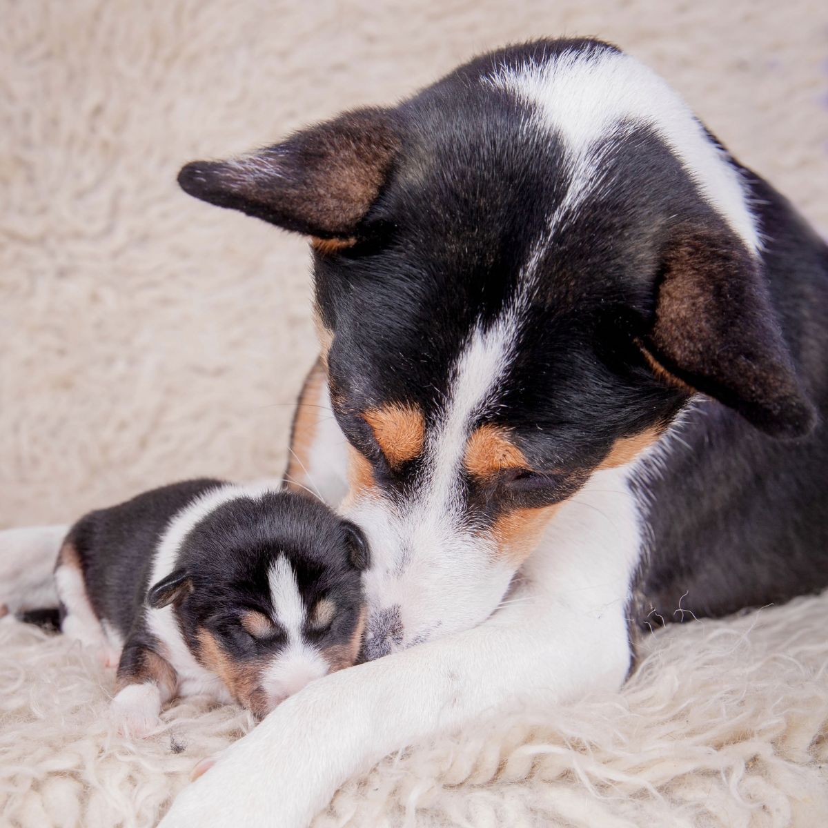 adult dog with newborn puppy