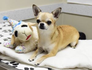 Archie, the Slade chihuahua representative