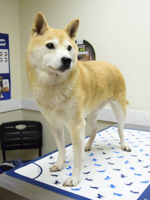 Hachiro loves coming to Slade!