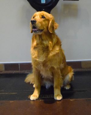 Letty on our Toledo antique scale in the reception area