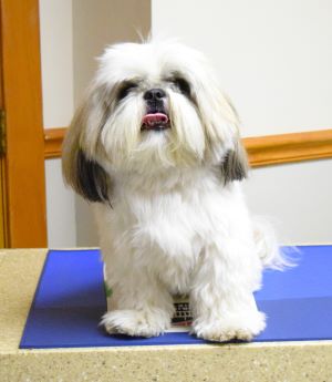 Mochi