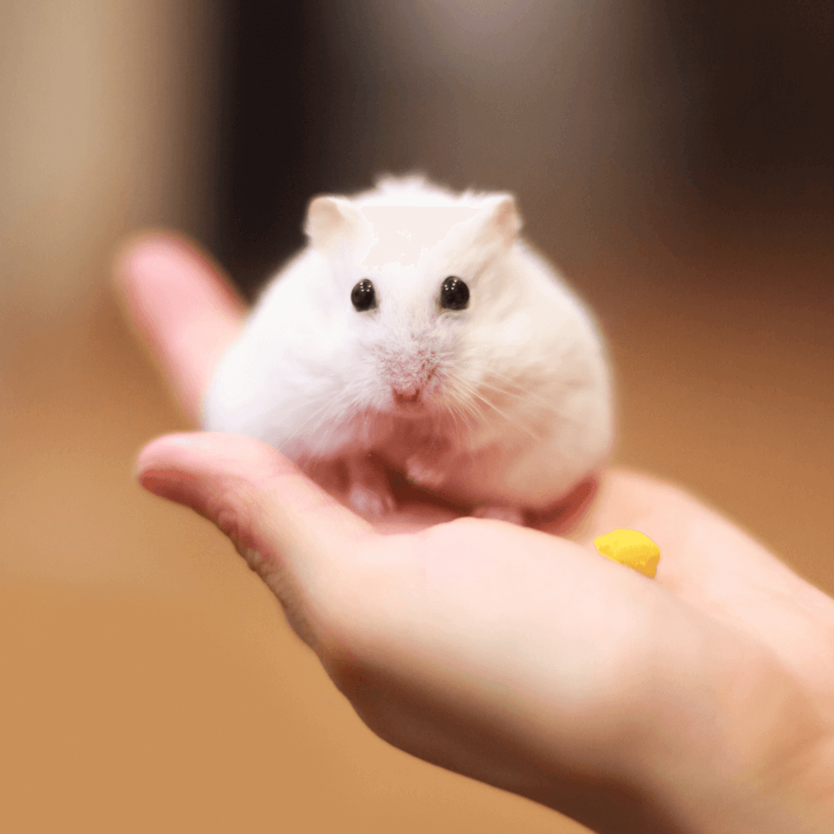 A dog resting on the green grass