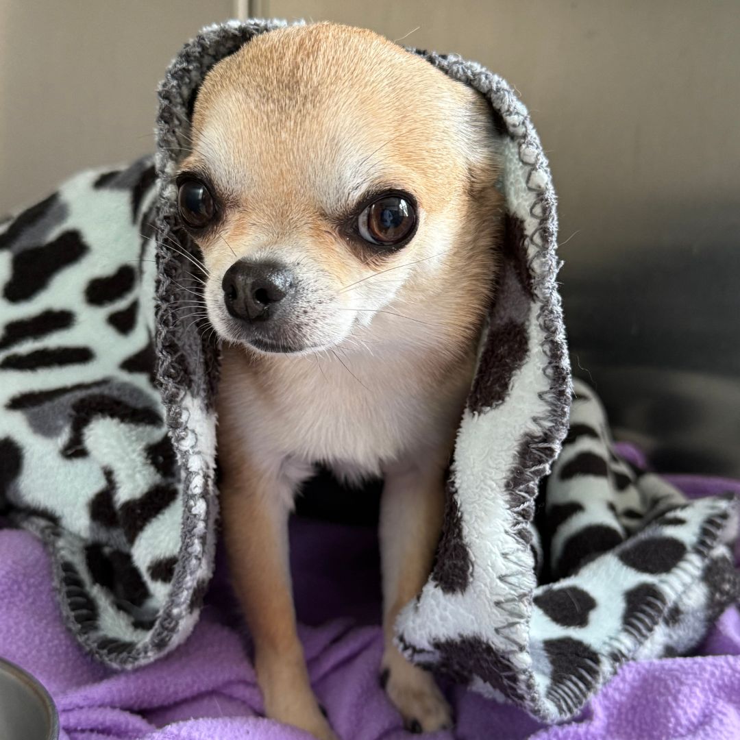 Small Chihuahua wrapped in a blanket